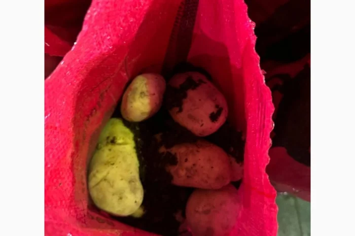 Картопля Спунта у продажу- фото № 5