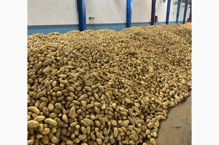 Картопля Спунта у продажу- фото № 6