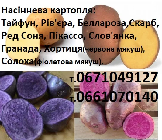 Продаж сортової картоплі для посадки- фото № 1