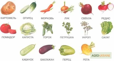 Закупаем картофель оптом от 10 тонн- фото № 1