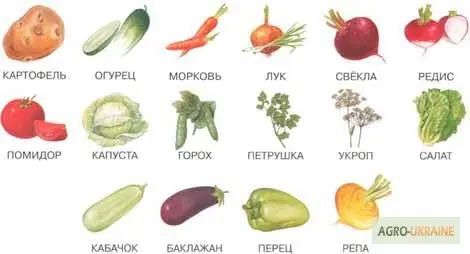 Куплю оптом картофель- фото № 1