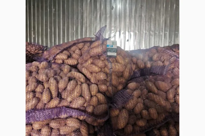 Продам товарну картоплю, сорт Гранада- фото № 2