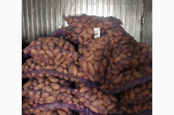 Продам товарну картоплю, сорт Гранада- фото № 3