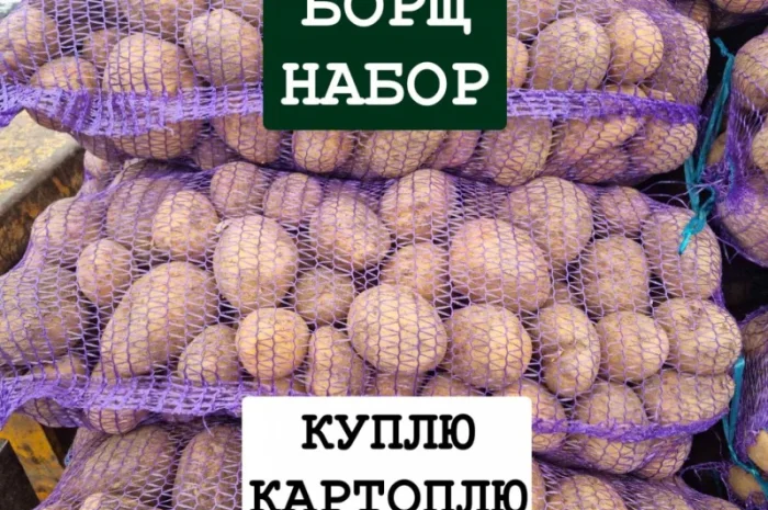 Покупка картоплі оптом у Києві- фото № 1