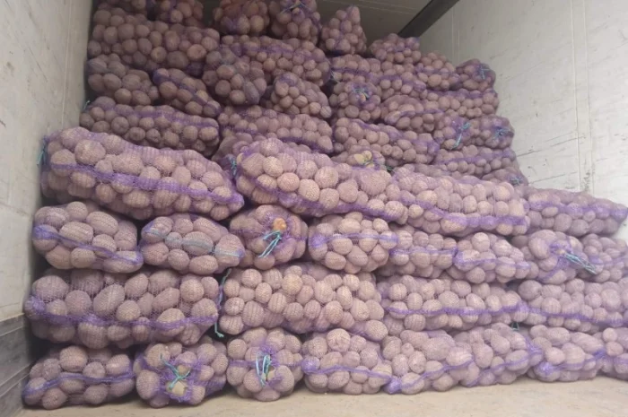 Покупка картоплі оптом у Києві- фото № 4