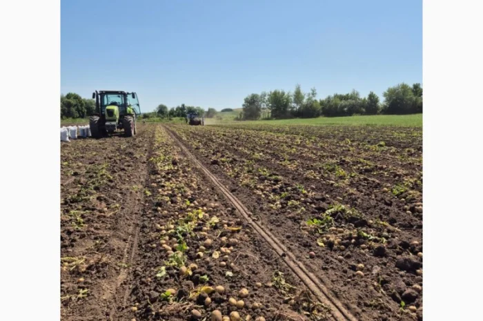 Покупка картоплі товарної та насінної оптом- фото № 10