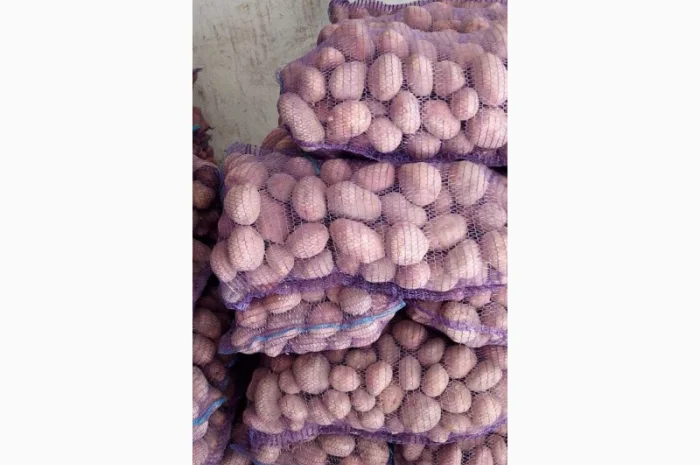 Покупка картоплі товарної та насінної оптом- фото № 7