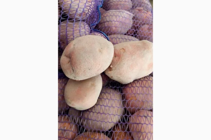 Покупка картоплі товарної та насінної оптом- фото № 6