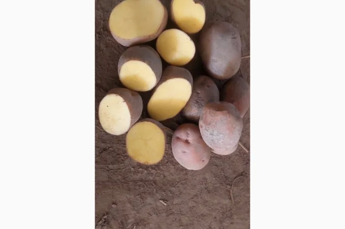 Покупка картоплі товарної та насінної оптом- фото № 8