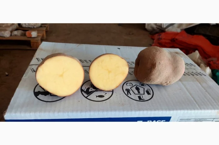 Покупка картоплі товарної та насінної оптом- фото № 9