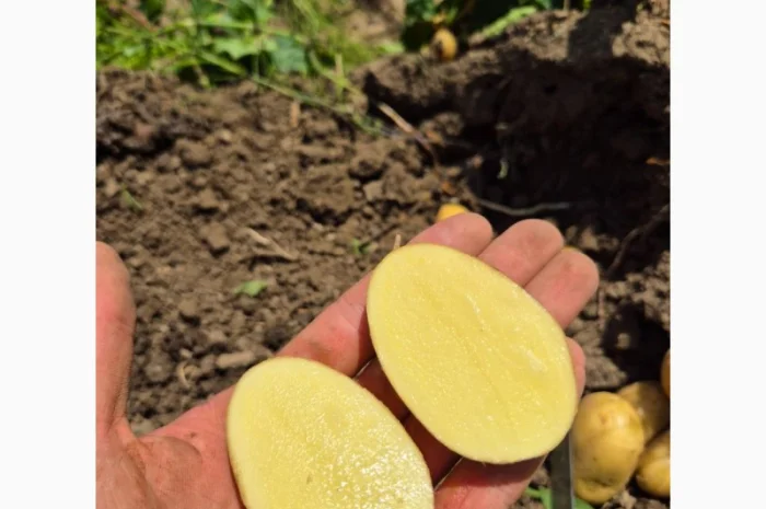 Покупка картоплі товарної та насінної оптом- фото № 1