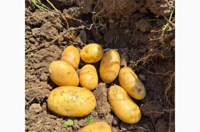 Покупка картоплі товарної та насінної оптом- фото № 2