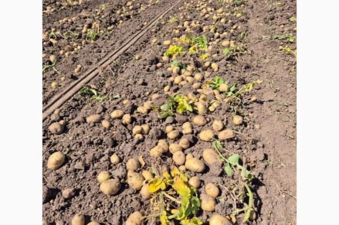 Покупка картоплі товарної та насінної оптом- фото № 4