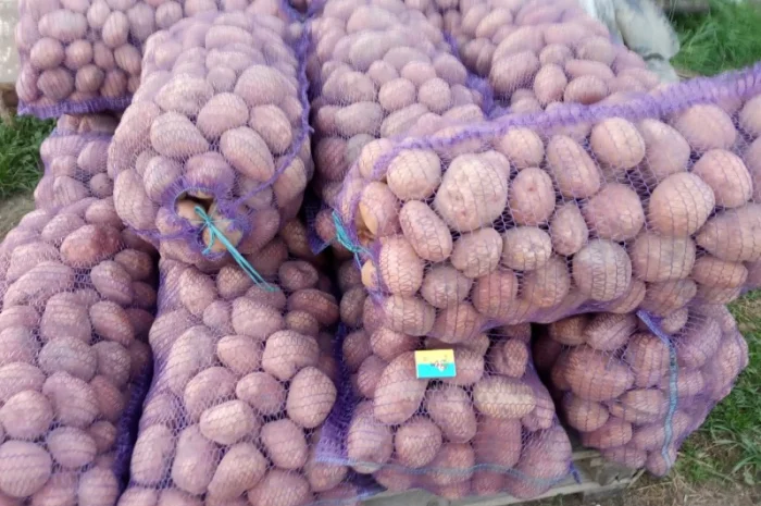 Куплю картоплю сорт Беларосса і Мелоді- фото № 1