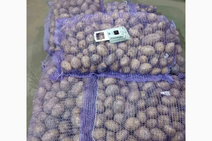 Картопля Гала оптом- фото № 1