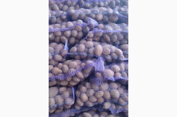 Качественный картофель разных сортов на продажу- фото № 1