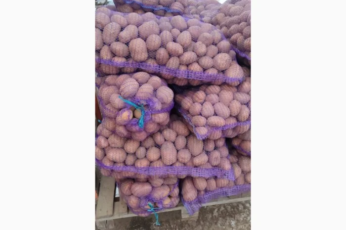 Качественный картофель разных сортов на продажу- фото № 2