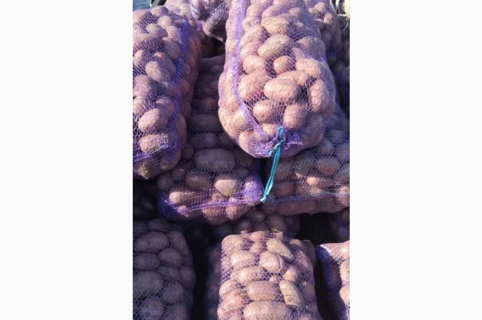 Якісна товарна картопля у продажу- фото № 1