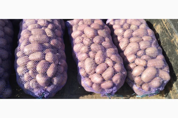 Якісна товарна картопля у продажу- фото № 2