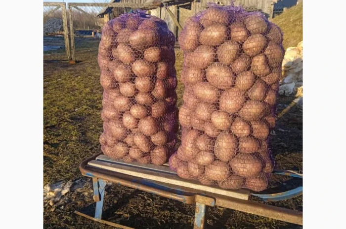 Якісна товарна картопля у продажу- фото № 3