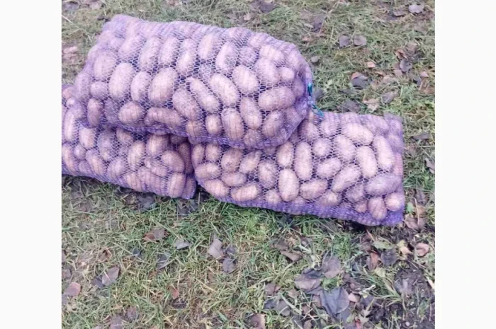 Якісна товарна картопля у продажу- фото № 4