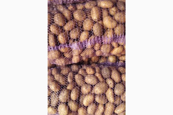 Якісна товарна картопля у продажу- фото № 5