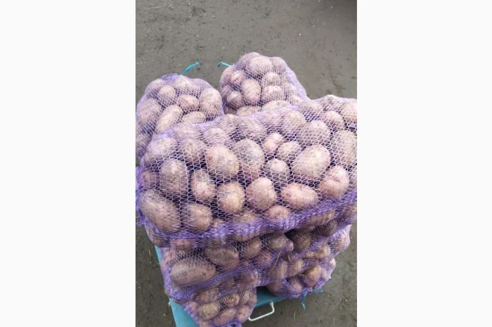 Якісна товарна картопля у продажу- фото № 6