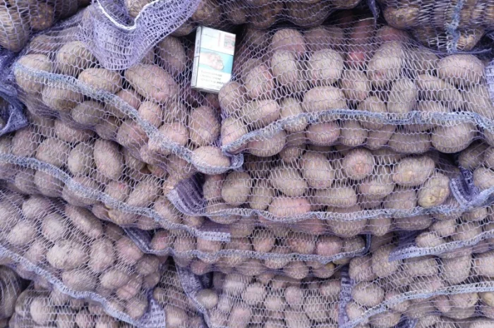 Товарна картопля сорту Коннект Аризона на продаж- фото № 1