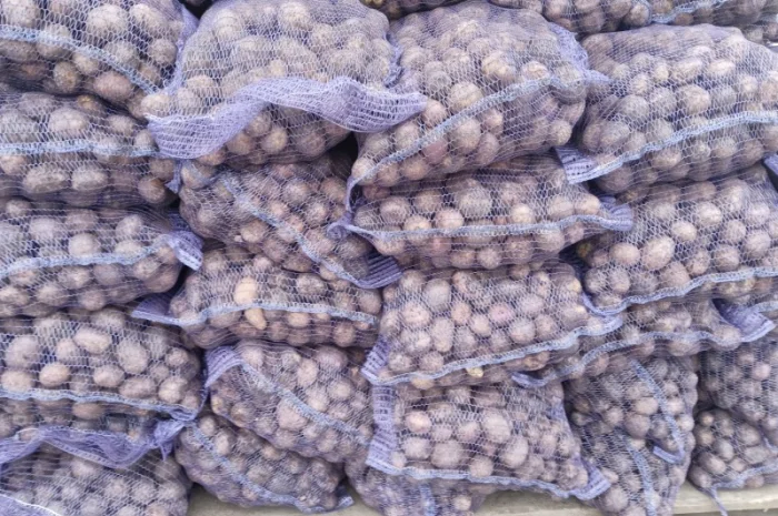 Товарна картопля сорту Коннект Аризона на продаж- фото № 2