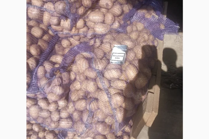 Товарна картопля сорту Коннект Аризона на продаж- фото № 3