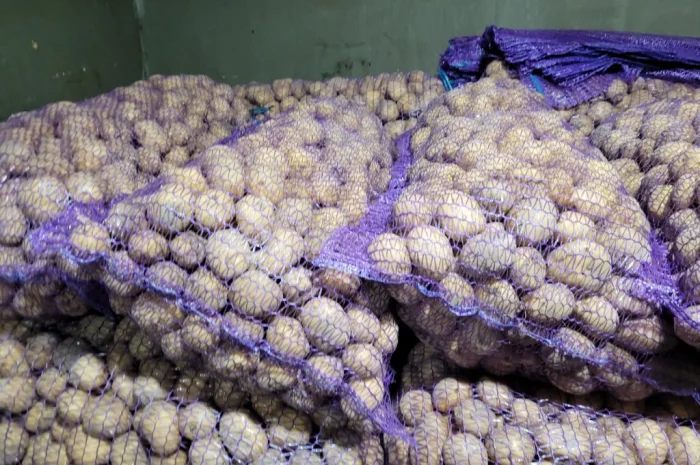 Продажа картофеля насиневой Ривьера Пикасо Аризона Белароса Коломбо- фото № 1