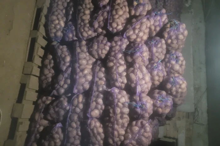 Продажа картофеля насиневой Ривьера Пикасо Аризона Белароса Коломбо- фото № 2