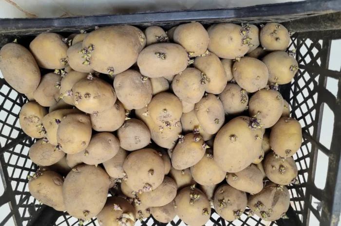 Продажа картофеля насиневой Ривьера Пикасо Аризона Белароса Коломбо- фото № 3