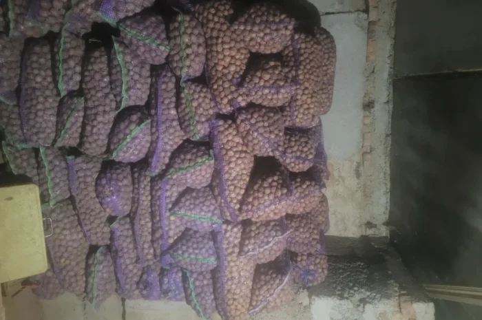 Продажа картофеля насиневой Ривьера Пикасо Аризона Белароса Коломбо- фото № 4