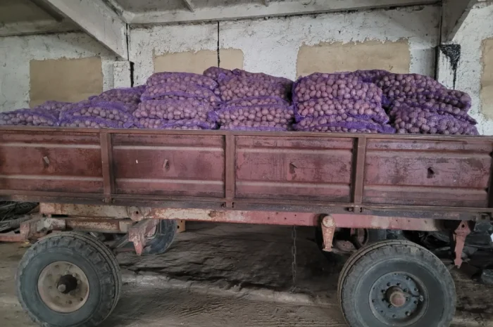 Продаж насіннєвого картоплі: Рівєра, Арізона, Белароса, Коломбо- фото № 11