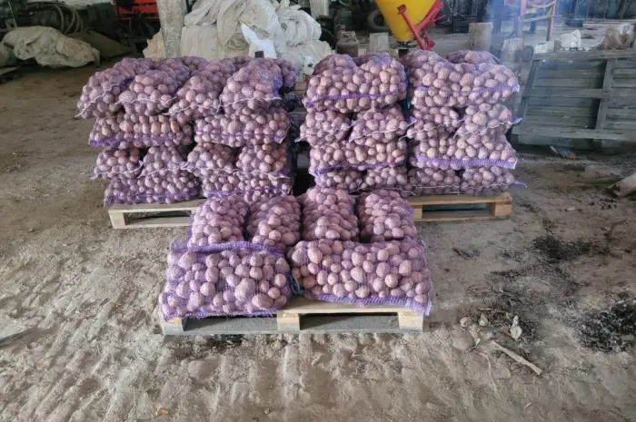 Продам картоплю велику і насіневу белароса арізона рівєра- фото № 1