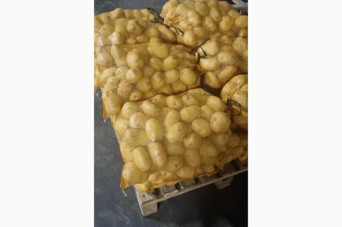 Продам картофель с Польши сорт Гранада и Королева Анна- фото № 5