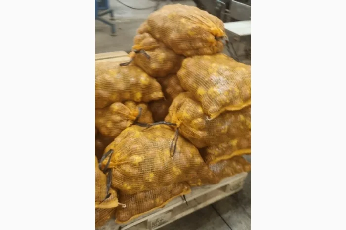 Продам картофель с Польши сорт Гранада и Королева Анна- фото № 7