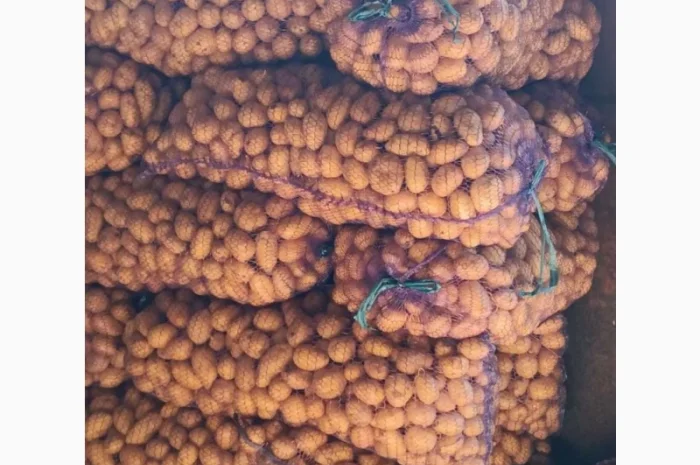 Продам насінневу картоплю, сортів Гранада, Коннект- фото № 1