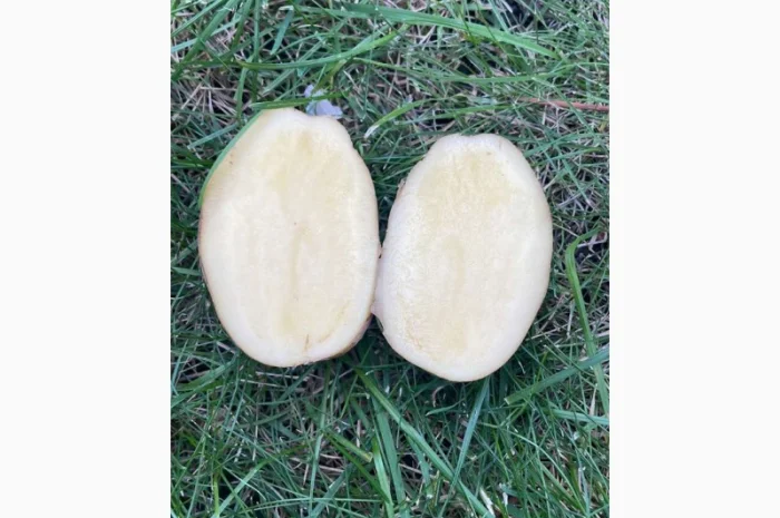 Семенний картопля Мелоді 5 кг на продаж- фото № 2