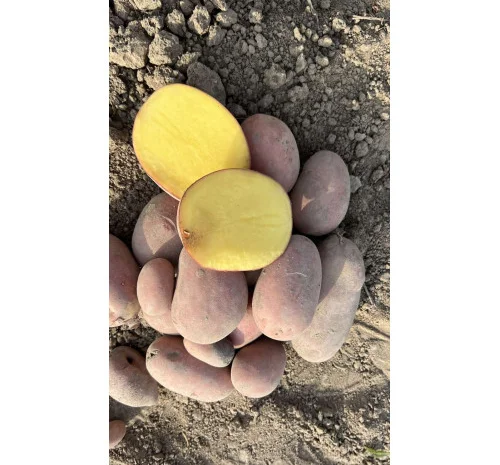 Насіннєва картопля Балтик Роуз 5 кг на продаж- фото № 1