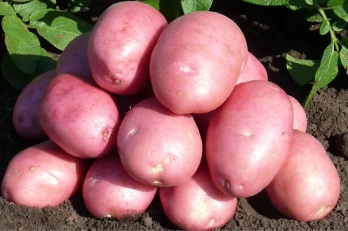 Насіннєва картопля Балтик Роуз 5 кг на продаж- фото № 2