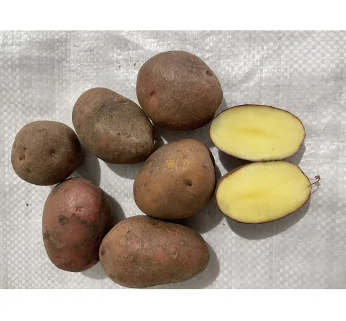 Семінний картопля Белароза (Біла Роса) 5 кг у продажу- фото № 1