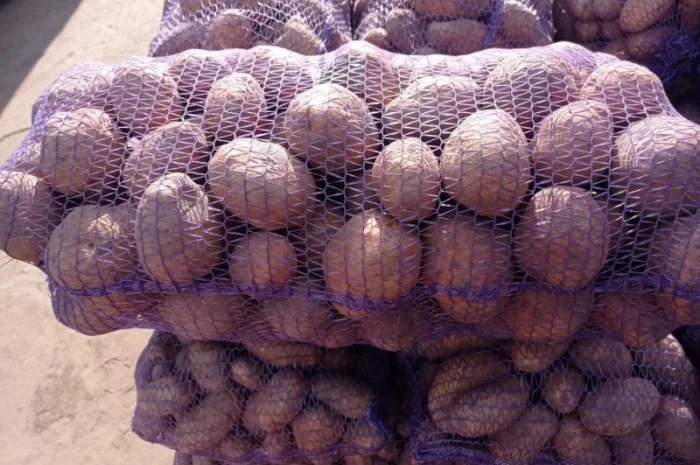 Куплю картоплю оптом від 22 тонн- фото № 1