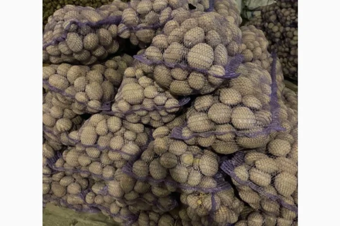 Куплю картоплю від 4 машин- фото № 1