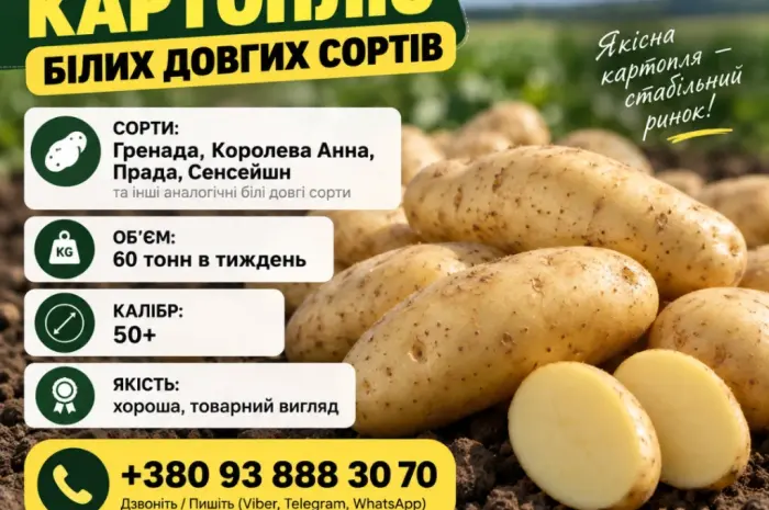 Терміново!!’ Куплю Картофель от 4 ех машин 88 тонн- фото № 1