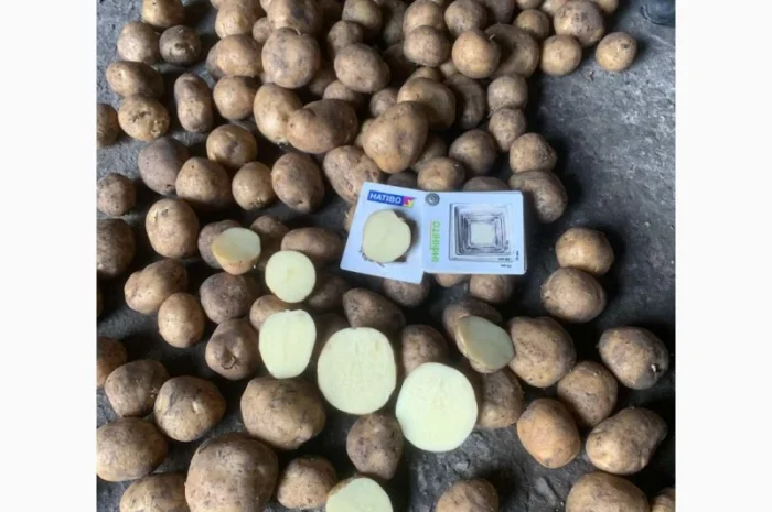 Продаж картоплі від виробника високої якості- фото № 2