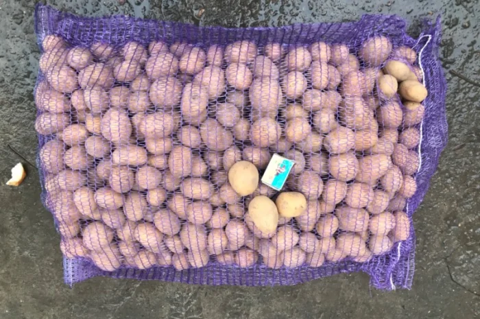 Насіннєва картопля- фото № 1