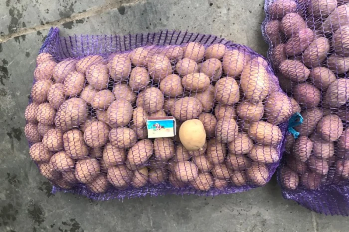 Насіннєва картопля- фото № 2