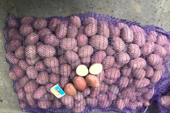 Насіннєва картопля- фото № 3